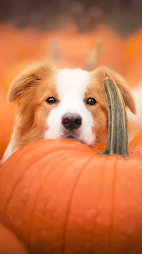 Border Collie Wallpapers Screen 3