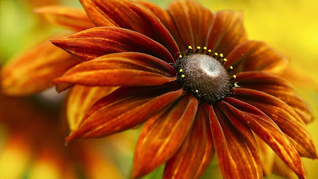 Orange Flower Wallpaper poster 1