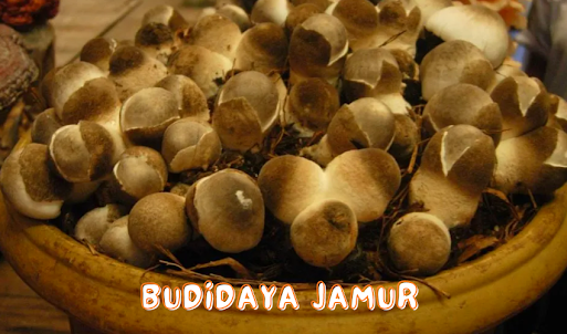 Cara Budidaya Jamur