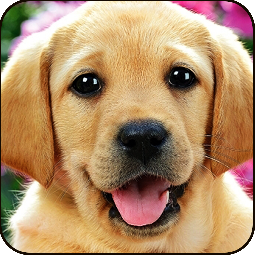 Find a Dog 2 - Hidden Object logo