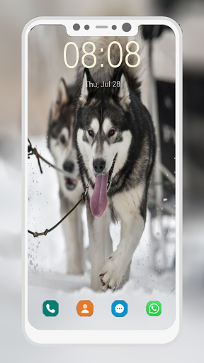ハスキー犬の壁紙 By Nice Hd Apps Google Play Japan Searchman App Data Information