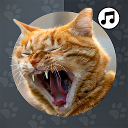 Icon image Cat Sounds wallpapers,sms