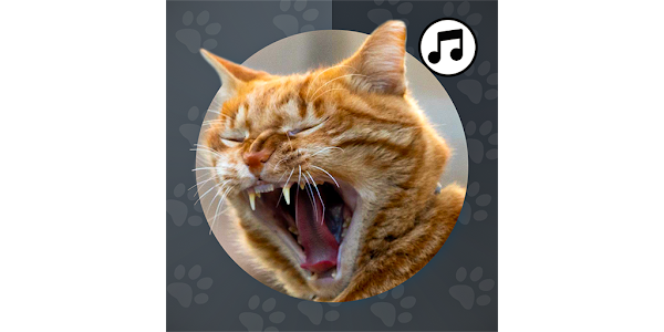 Angry Cat Sound Effect ~ Animals Sound In HQ 