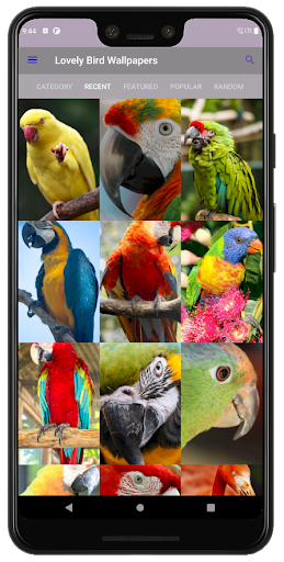 Lovely Bird Wallpapers