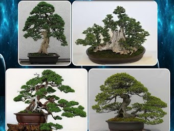 various bonsai plants