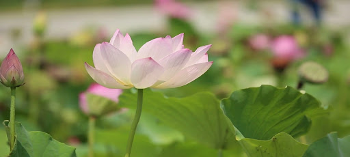 wind meditation, 바람소리 명상 Screen 3