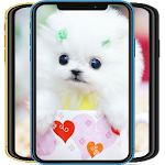Cover Image of Download Pomeranian Wallpapers 1.1 APK