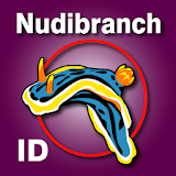 Nudibranch ID EAtlantic Med icon