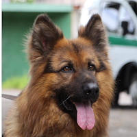 German Shepherd Wallpapers