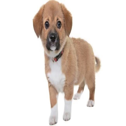 Dogeer logo
