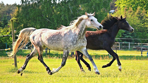 Android application Beautiful Horses Puzzle screenshort