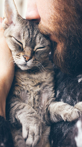 Cat Wallpaper Screen 2