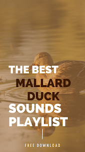 Mallard duck ringtones