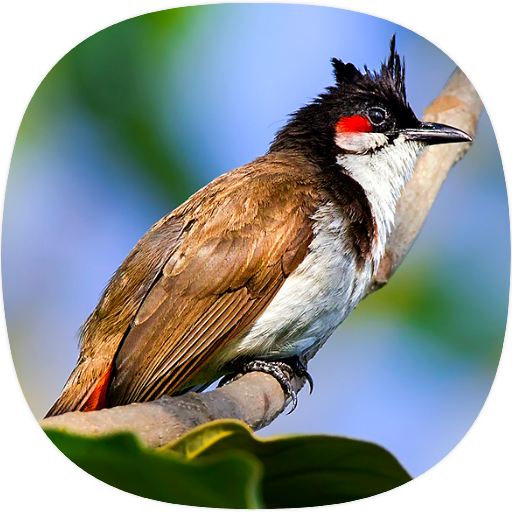 Bulbul Birds Sounds logo
