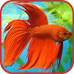 Cover Image of डाउनलोड Aquarium Fish Freshwater  APK
