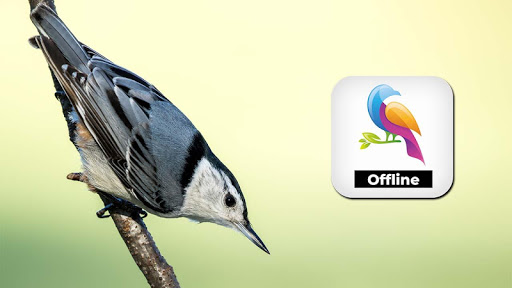 Android application Sons dos Pássaros PRO - OFFLIN screenshort