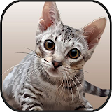 Cat Kitten 3d Online Simulator icon