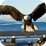 Bald Eagle. Animals Wallpapers