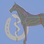 Meridianatlas Pferd