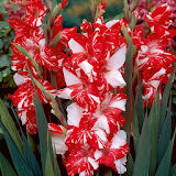 Gladiolus Flower HD Wallpaper icon