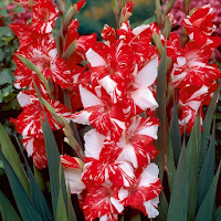 Gladiolus Flower HD Wallpaper