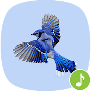 Top 36 Music & Audio Apps Like Appp.io - Blue Jay bird sounds - Best Alternatives