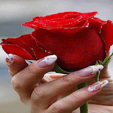 Shiny Red Rose LWP icon