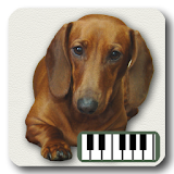 Piano of Dogs icon
