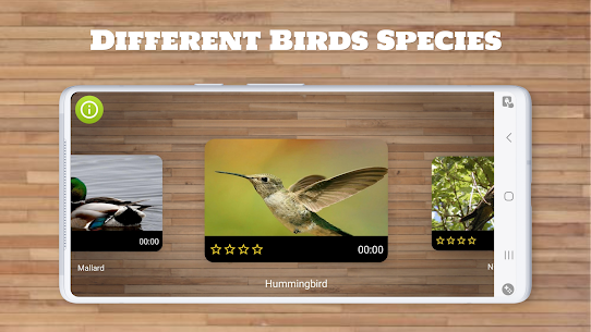 Bird Puzzle Games 2