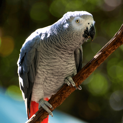 African Grey Parrot Sounds logo