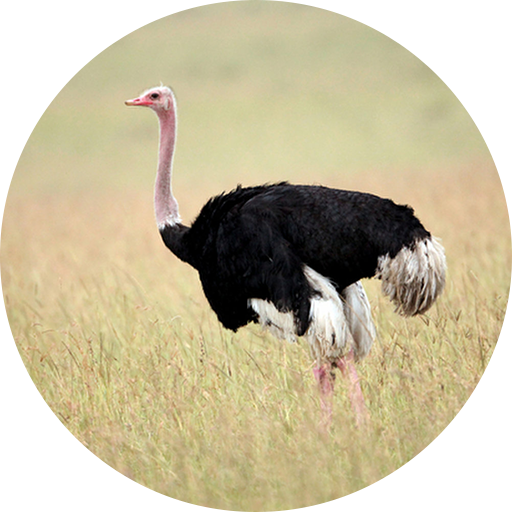Ostrich Sounds 1.9 Icon