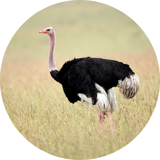 Ostrich Sounds - Apps on Google Play