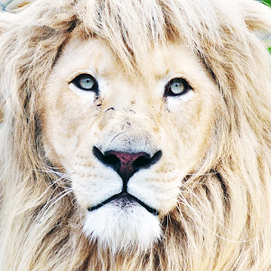 White Lion Wallpaper - Latest version for Android - Download APK