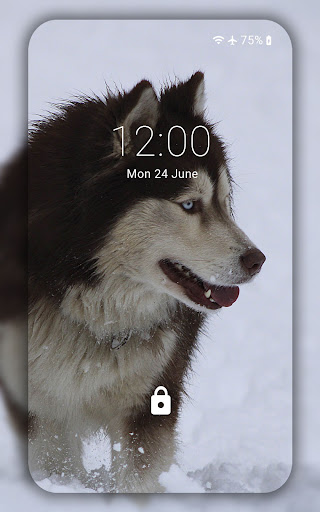 Husky wallpaper
