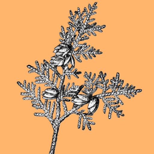 Guess Trees From Leaves logo