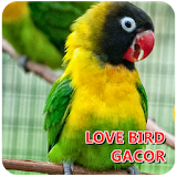 Terapi Lovebird Gacor icon