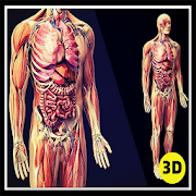 3D human anatomy how to study