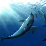 Dolphin wallpaper01 icon