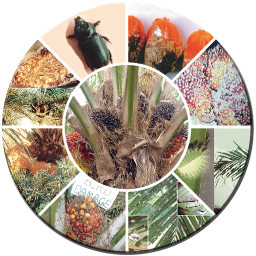 Oil Palm Pests Telugu logo