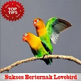 Sukses Berternak Lovebird icon