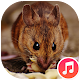 Mouse and Rat Sounds Download on Windows