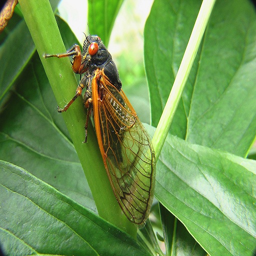 cicada sound Laai af op Windows