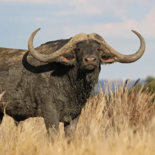 Buffalo & Bison Sound Effects logo