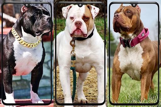 Android application Pitbull Wallpaper screenshort