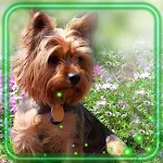 Cover Image of Download Puppy Cool Live Wallpaper  APK