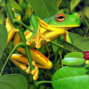 Frogs Jigsaw Puzzles poster 7