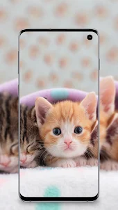 Cute Cats wallpapers