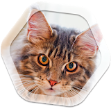 Cat Live Wallpapers Free icon