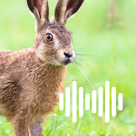Cover Image of ดาวน์โหลด Hare hunting calls 1.0 APK
