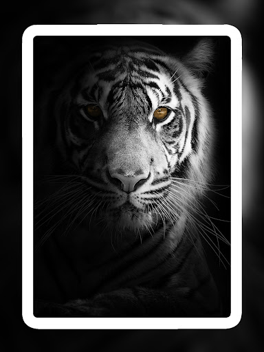 Screenshot of Lion Wallpapers HD - EpicWalls